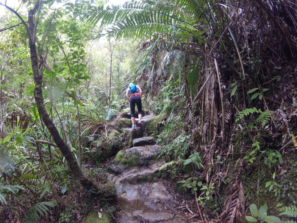 The Pinnacles Walk, New Zealand native bush and rocky stairs