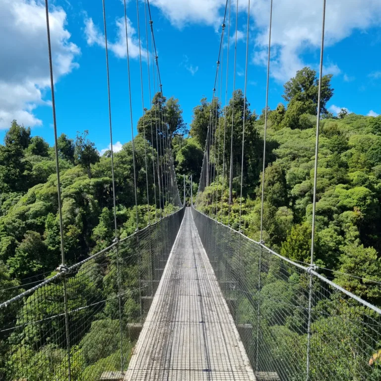 Swing bridge amongst NZ native forest